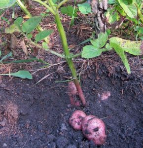 Harvesting Potatoes Image